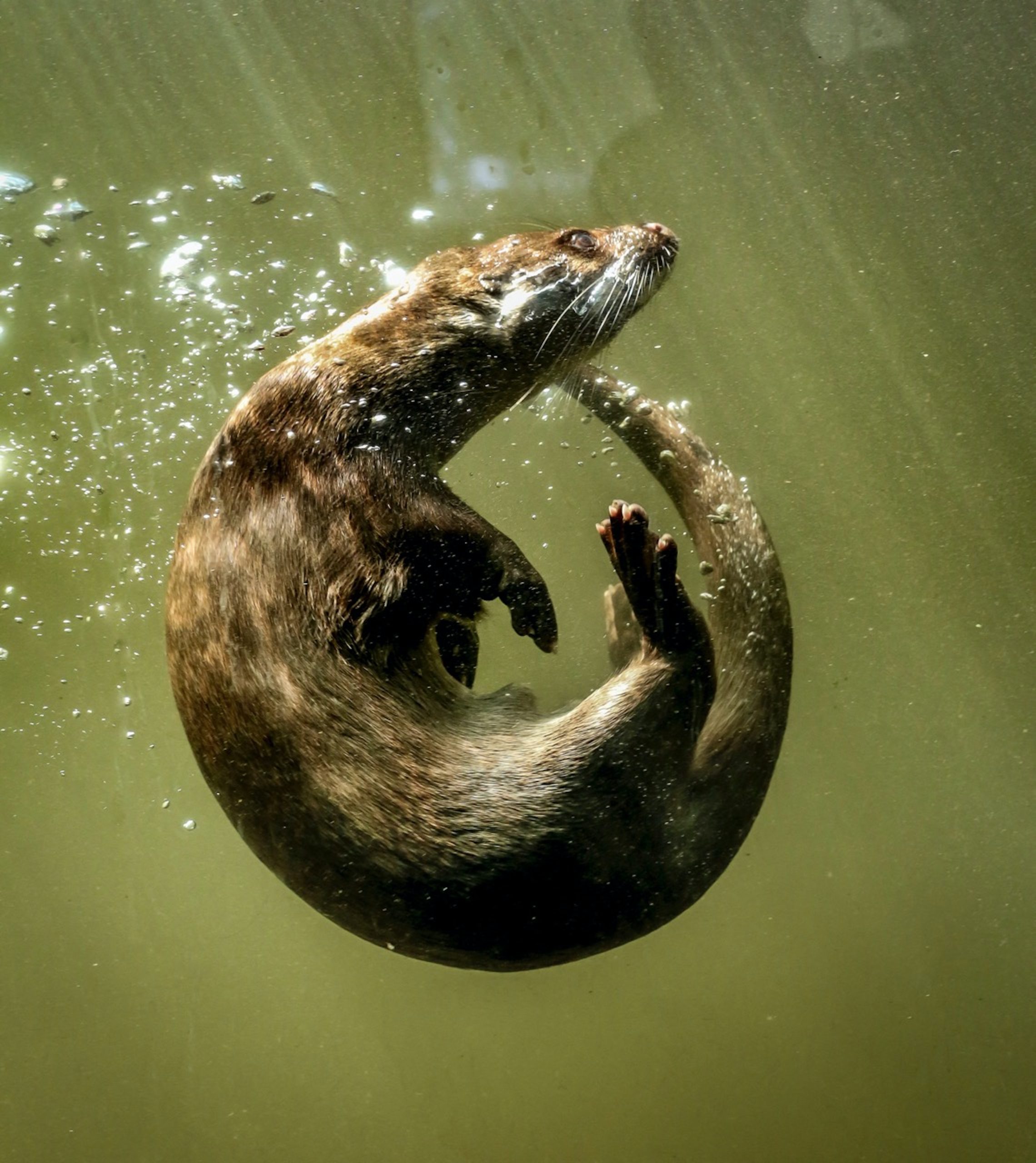 The Playful Otter: Chromino