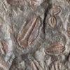 Trilobite Necklace-Bronze - Image 3