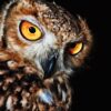 Owl Post Earrings-Silver - Image 4